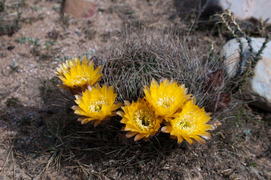 Echinopsis chrysochete Werderm. resmi