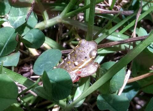 Image of Argus Reed Frog