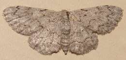 صورة Idaea violacearia Walker 1861