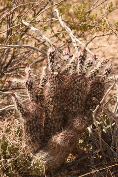 Image of Chisos Mountain hedgehog cactus