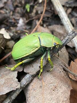 Imagem de Chrysina laniventris (Sturm 1843)