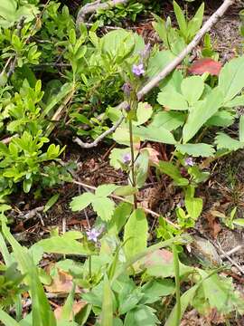 Image of autumn dwarf gentian