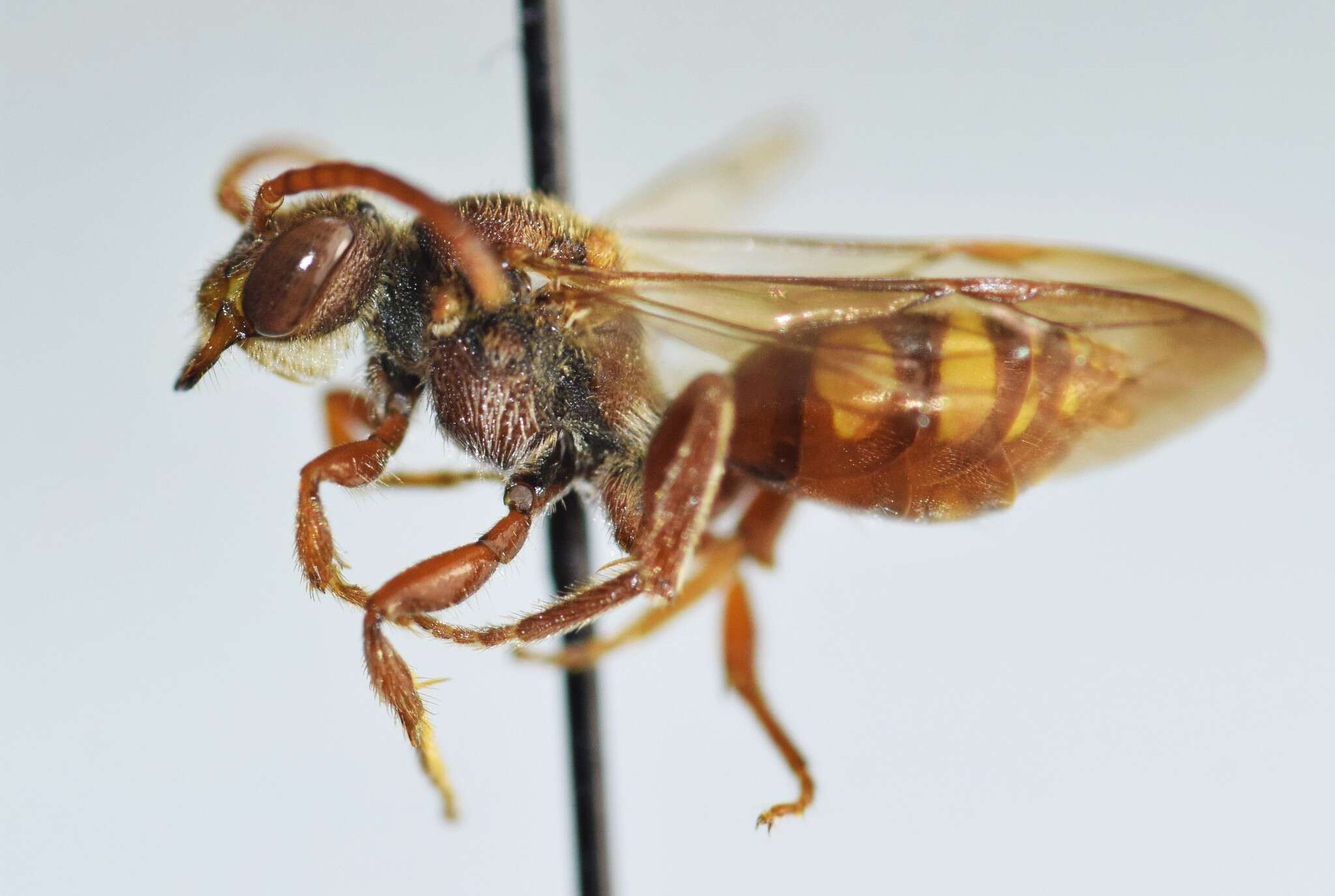 Image of Obliterated Cuckoo Nomad Bee