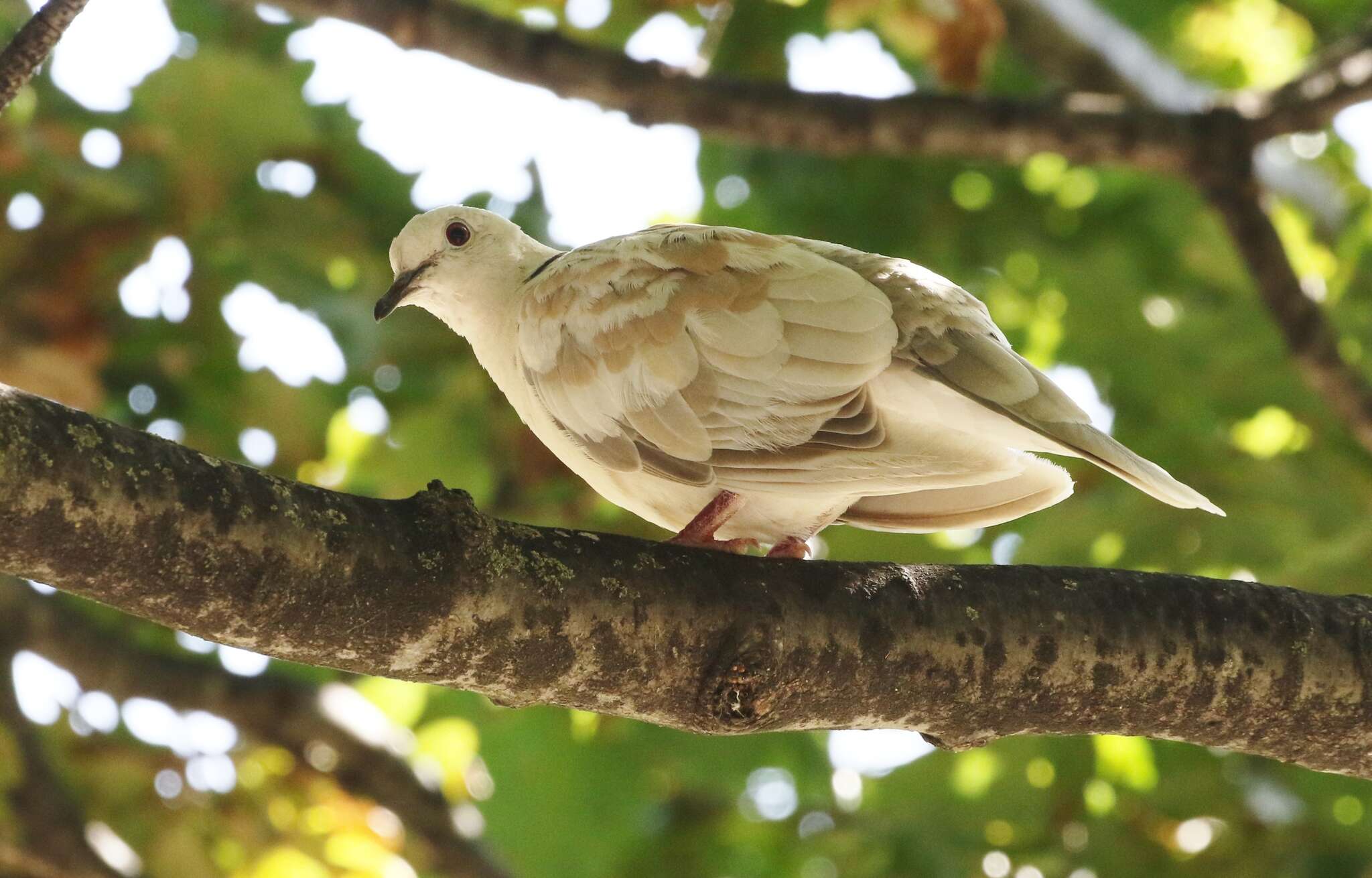 Image of African Collared Dove