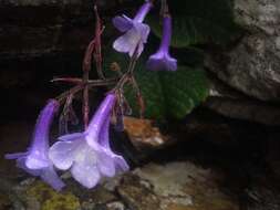 Sivun Streptocarpus hilburtianus T. J. Edwards kuva