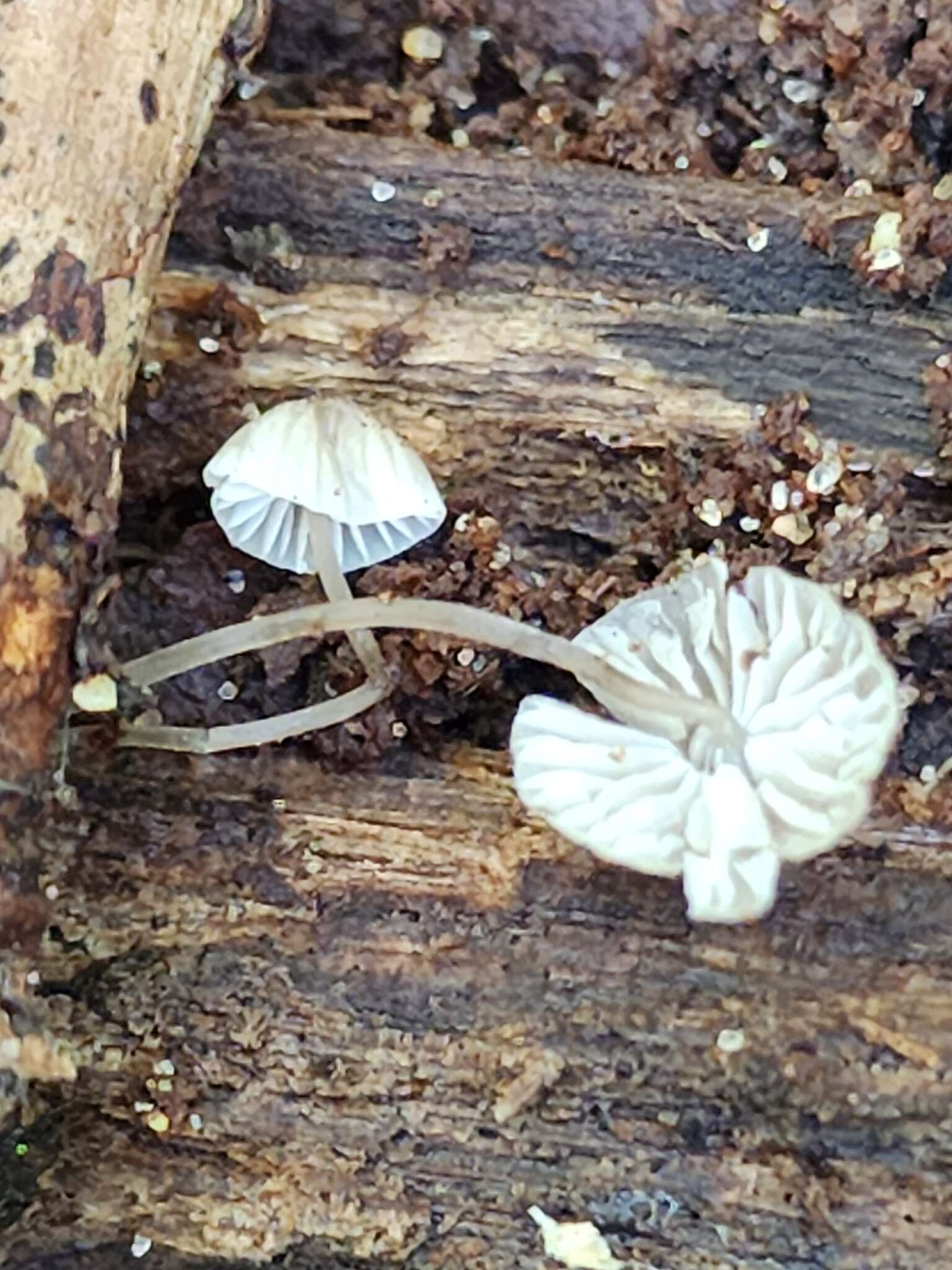 Image of Mycena mirata (Peck) Sacc. 1887