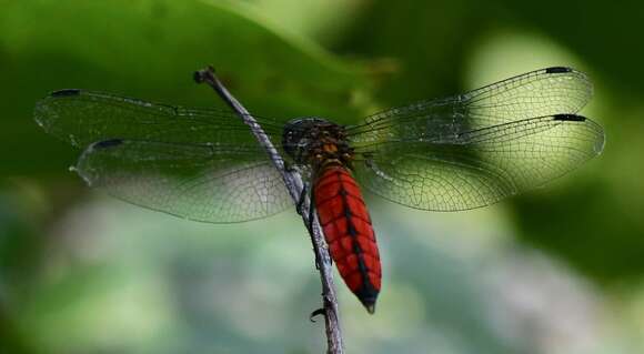 Imagem de Lyriothemis elegantissima Selys 1883