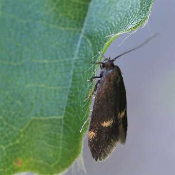 Image of Borkhausenia minutella Linnaeus 1758