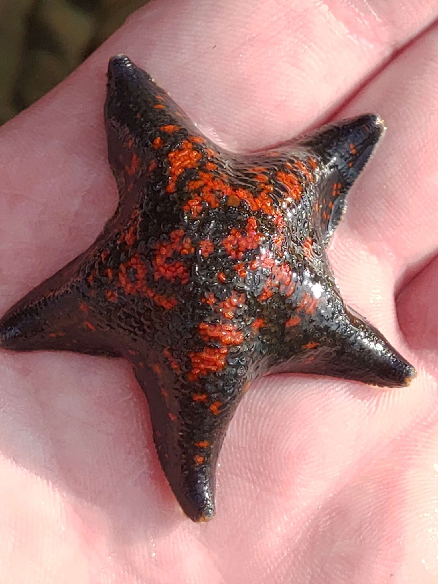 Image of Blue bat star