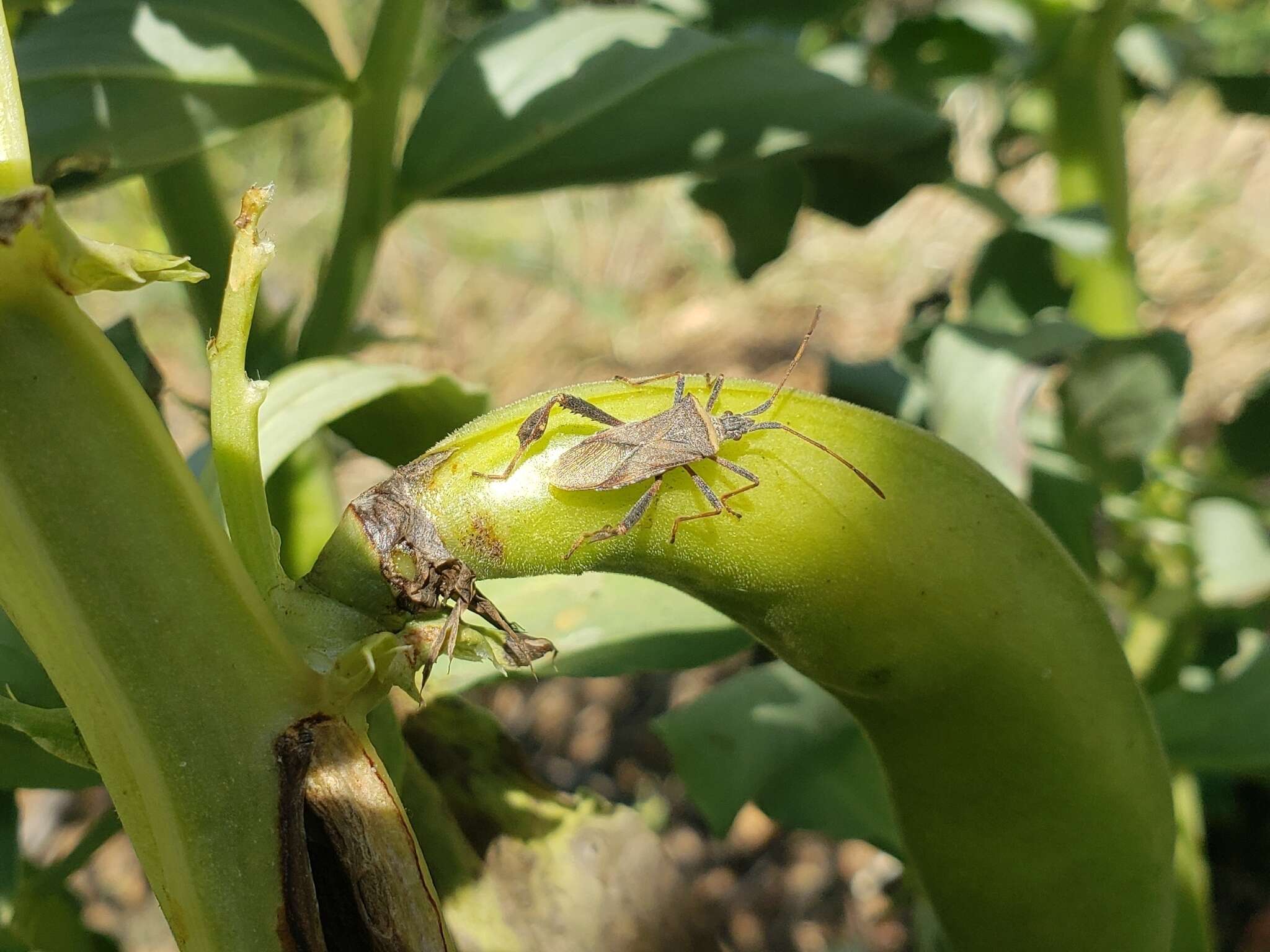 Image of Leaf-footed bug