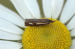 Image of Crambus heringiellus Herrich-Schäffer 1949