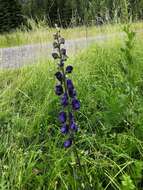 Imagem de Aconitum plicatum Koehler ex Reichb.