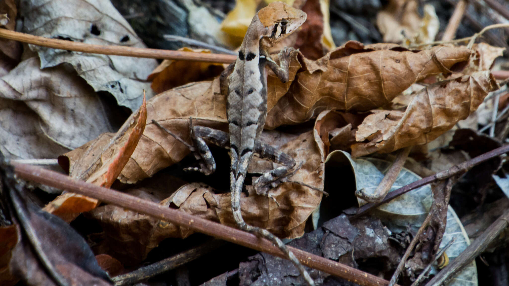 Image de Stenocercus erythrogaster (Hallowell 1856)