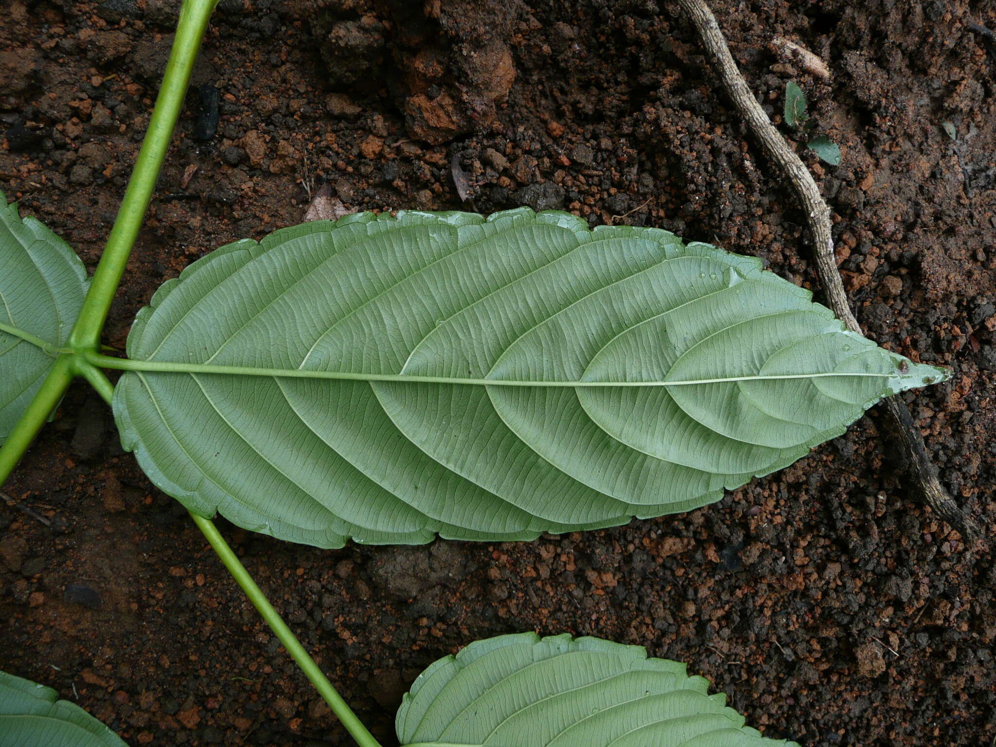 Image of umbrella-tree