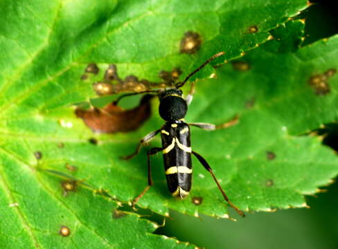 Image of Clytus lama Mulsant 1850