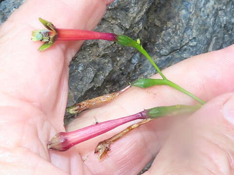 Image of Lisianthus viscidiflorus B. L. Rob.