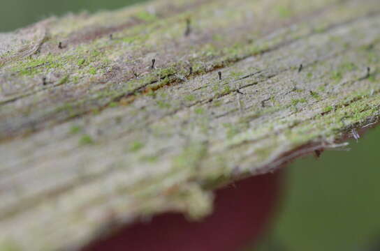 Image of Ahlner's microcalicium lichen