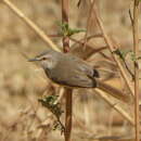 Слика од Prinia flavicans nubilosa Clancey 1957