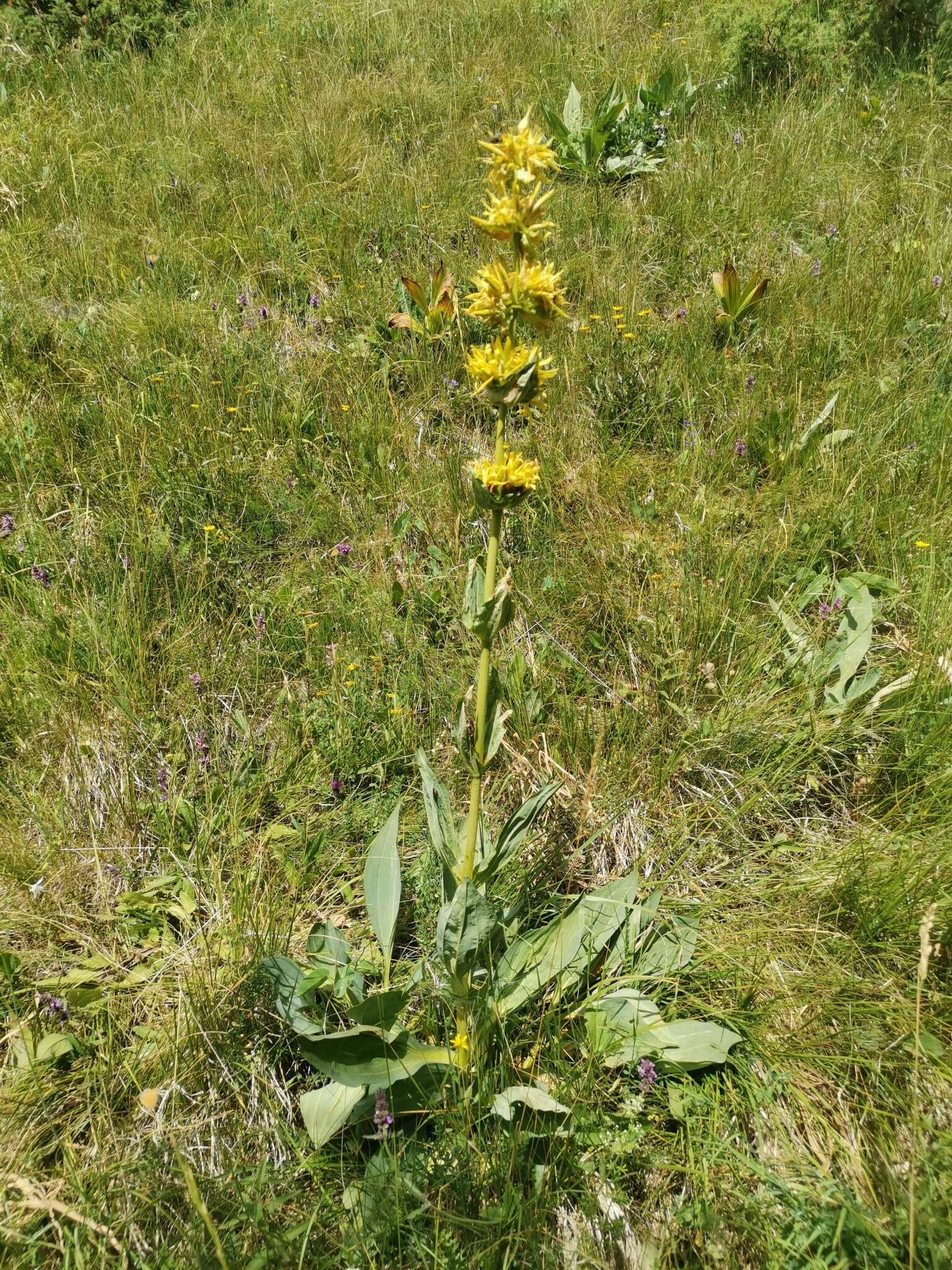 Image of Gentiana lutea subsp. symphyandra (Murb.) Hayek