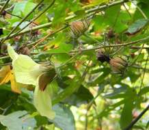 Sivun Hibiscus furcatus Roxb. kuva