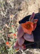 Image of desert globemallow