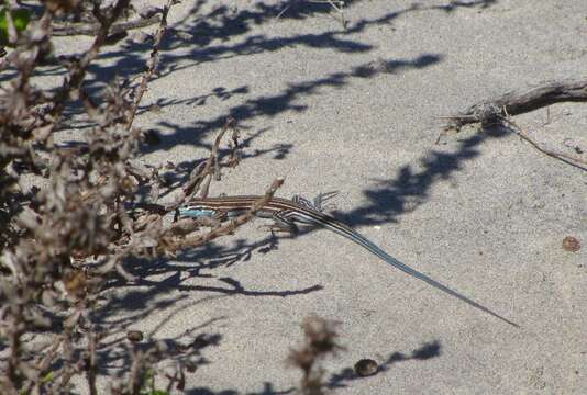 Image of Baja California Whiptail