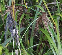 Image of Lanai sawsedge