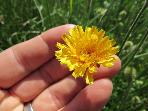 Image of August-Flower