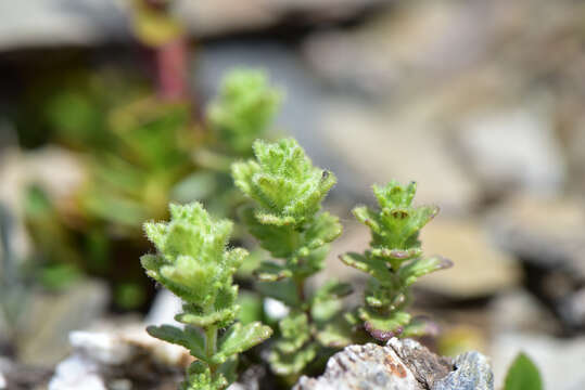 Imagem de Euphrasia nankotaizanensis Yamam.