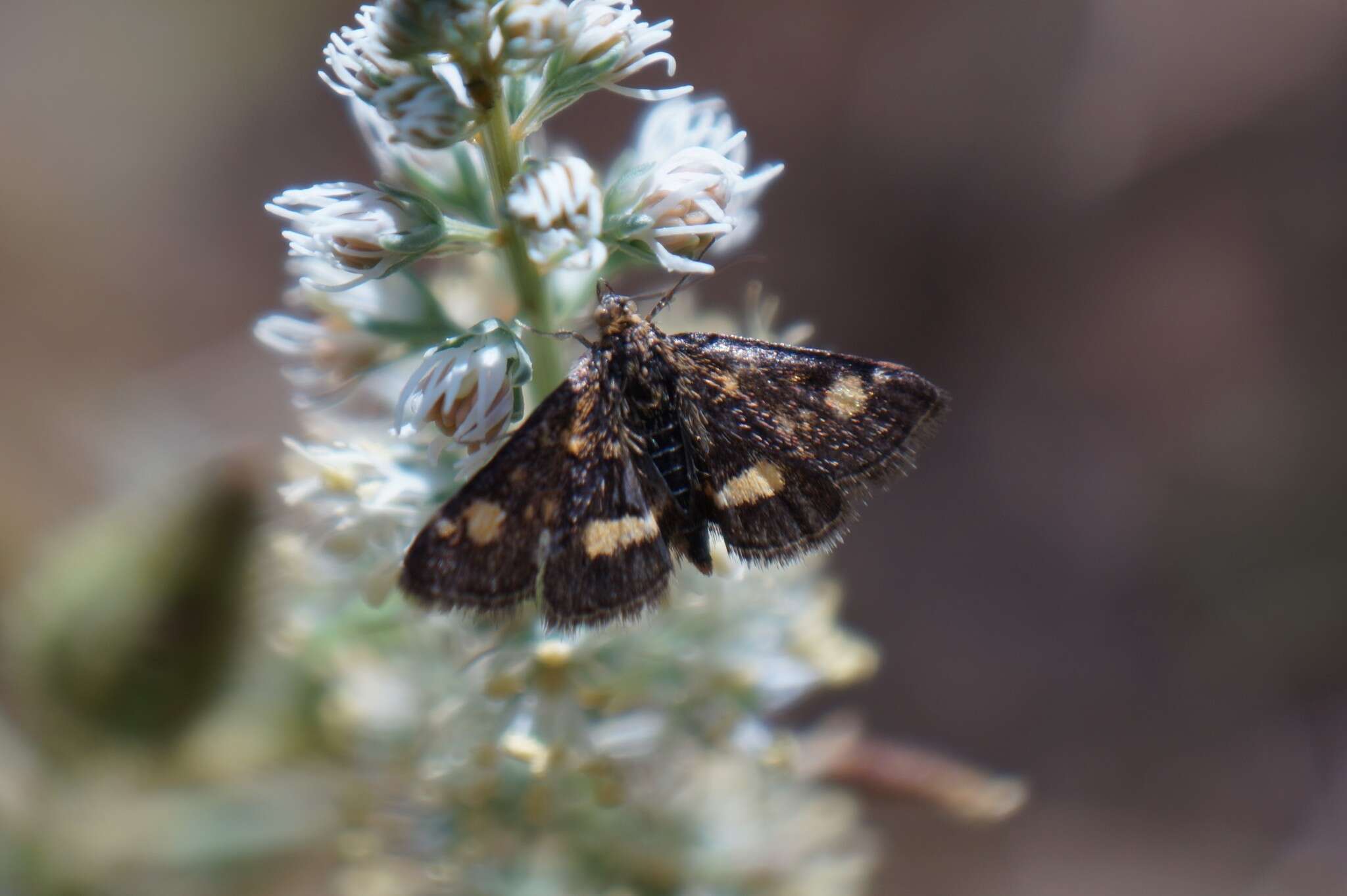 Image of Mint moth