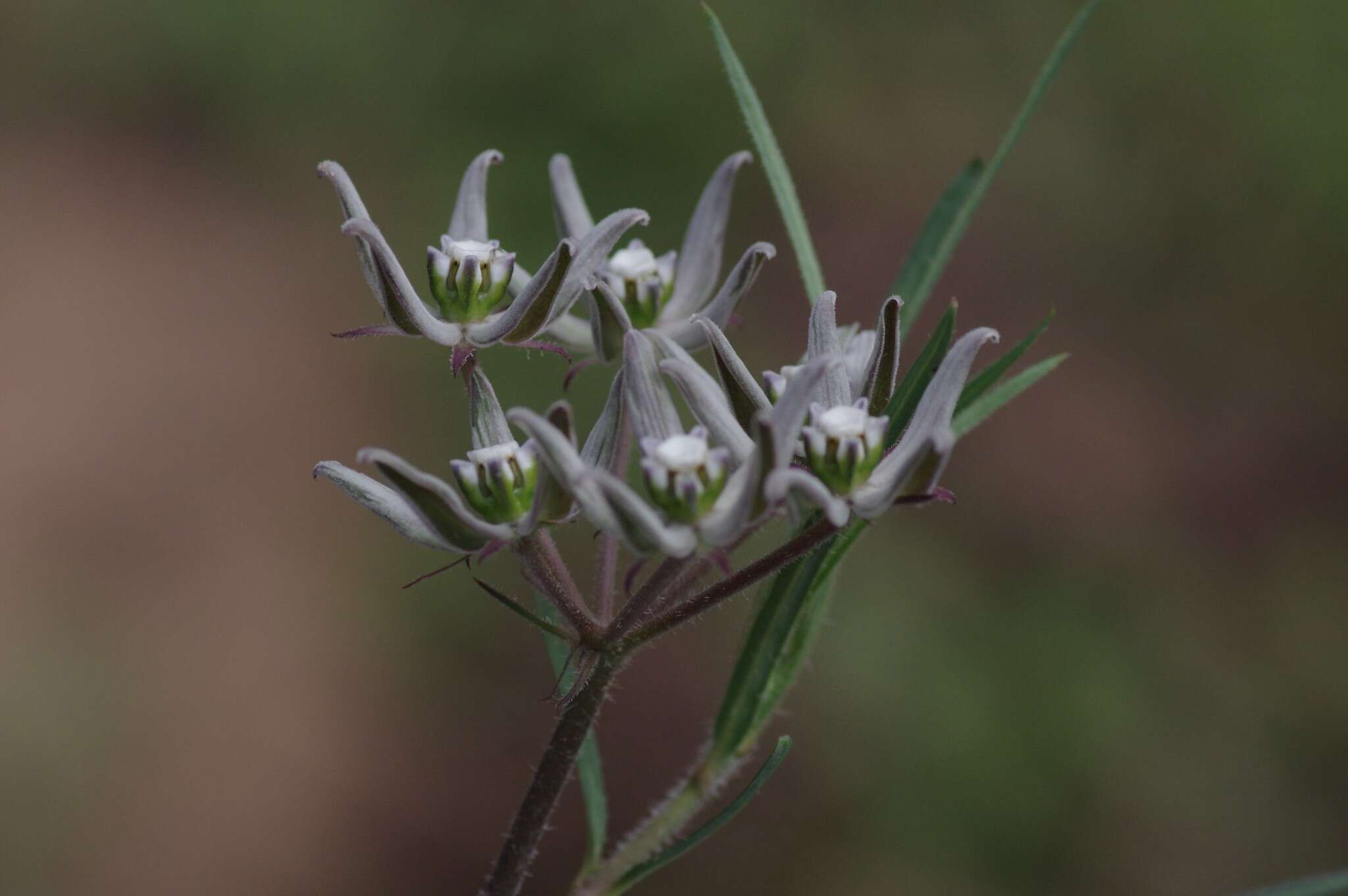 Sivun Asclepias navicularis (E. Mey.) Schltr. kuva