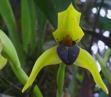 Image of Maxillaria praestans Rchb. fil.