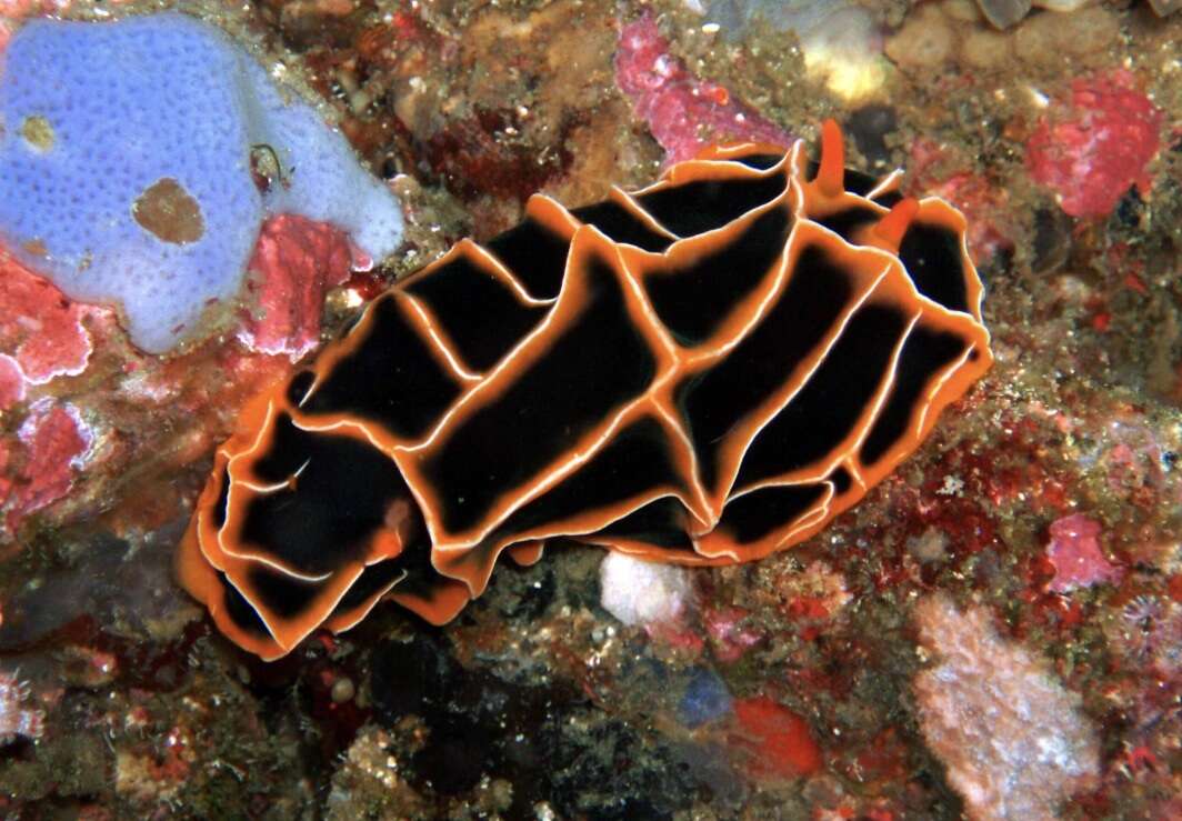 Image of Orange ridge black slug