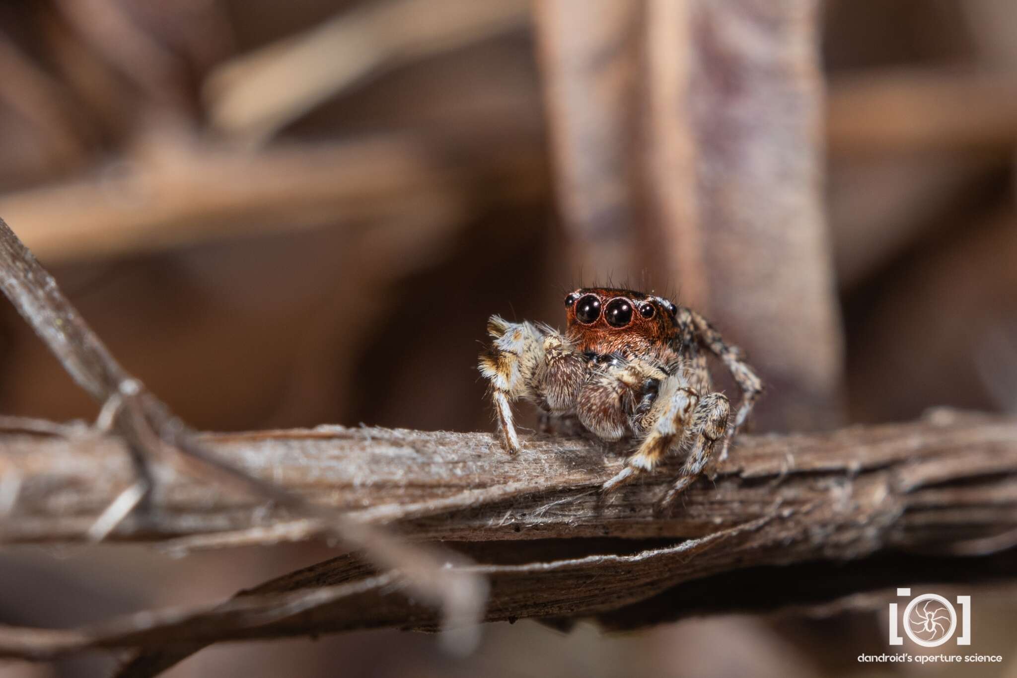 Image of Habronattus alachua Griswold 1987