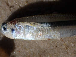 Image of Common hardyhead