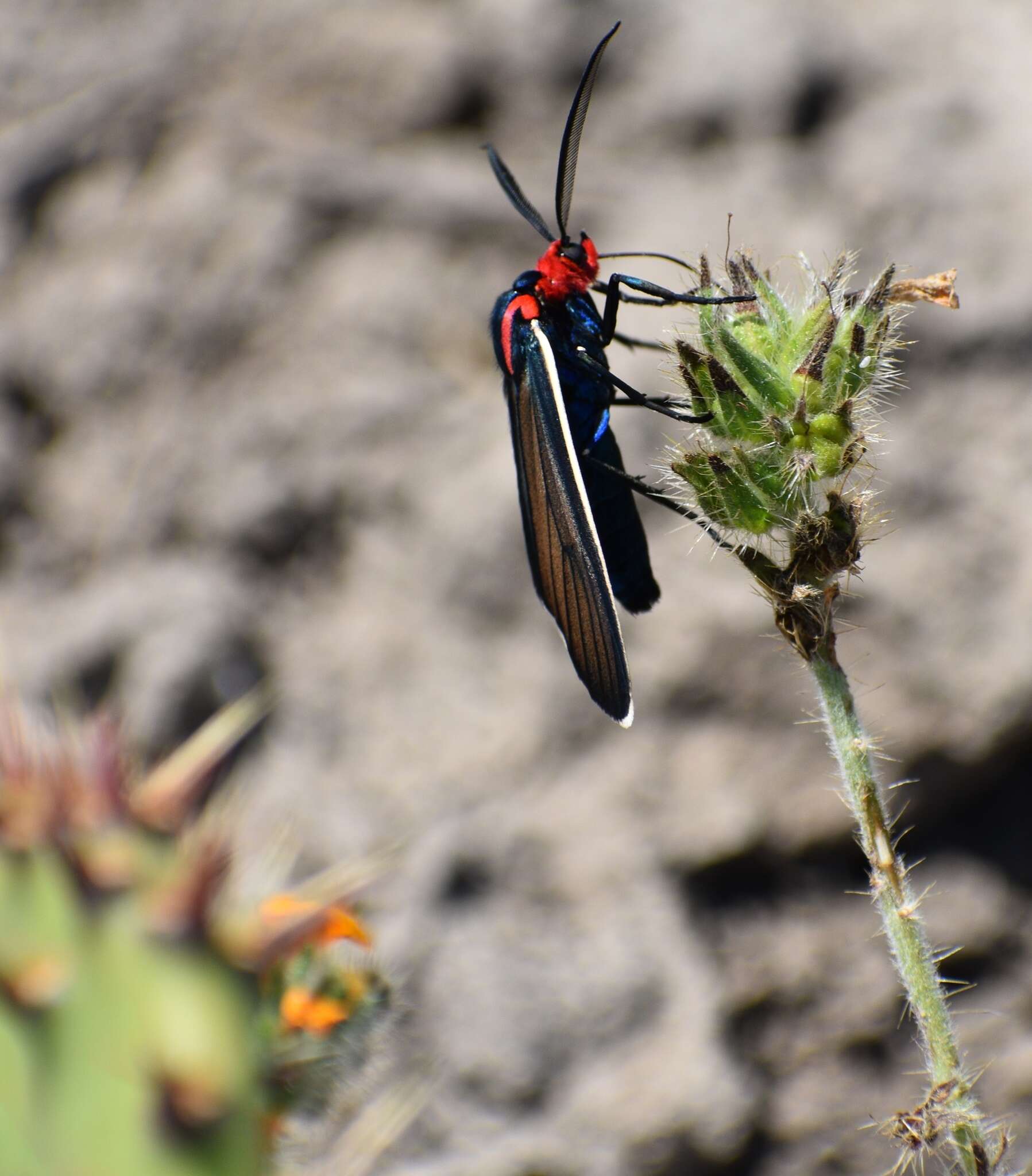 Image de Ctenucha brunnea Stretch 1872