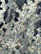 Image of Brewster County barometerbush