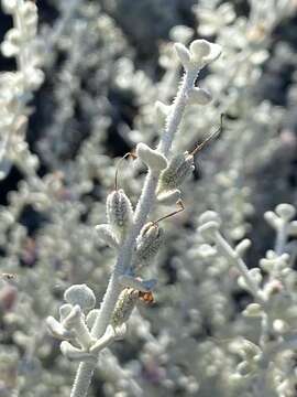 Image de Leucophyllum candidum I. M. Johnston