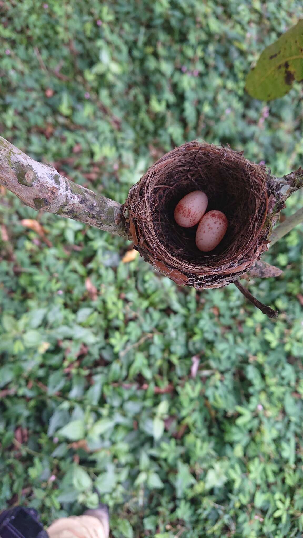 Image of Bates's Paradise Flycatcher