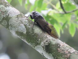 Image of Cryptotympana holsti Distant 1904