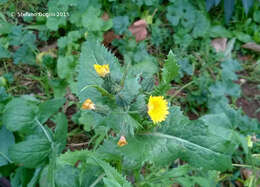 Слика од Sonchus asper (L.) Hill