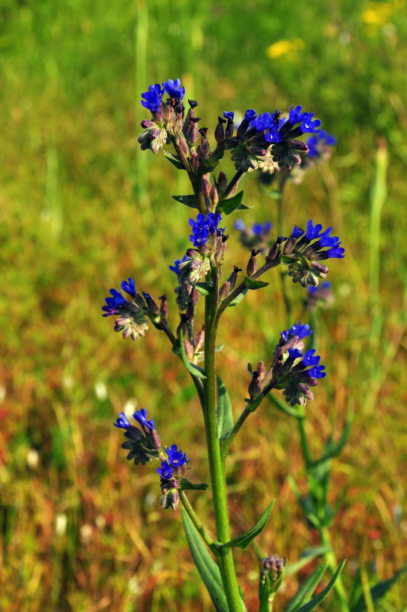 Image of Anchusa leptophylla Roem. & Schult.