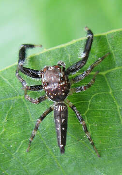 Image of Bavia sexpunctata (Doleschall 1859)