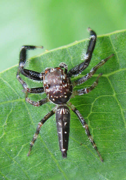 Image of Bavia sexpunctata (Doleschall 1859)