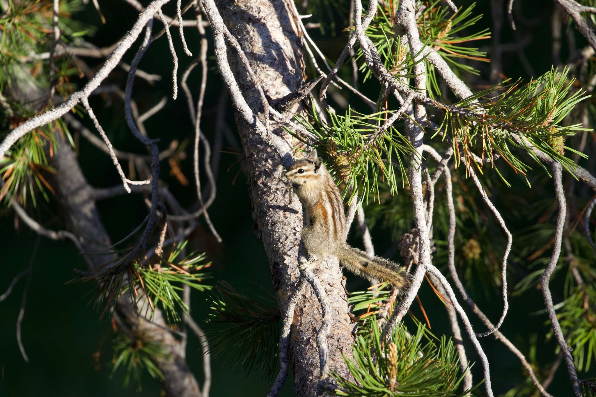 Image of Allen’s Chipmunk