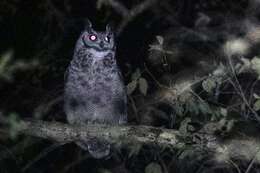 Image of Greyish Eagle-Owl