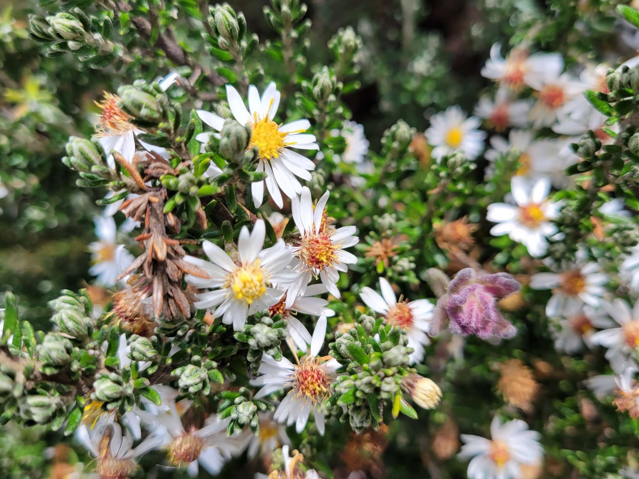 Image de Diplostephium ericoides (Lam.) Cabrera