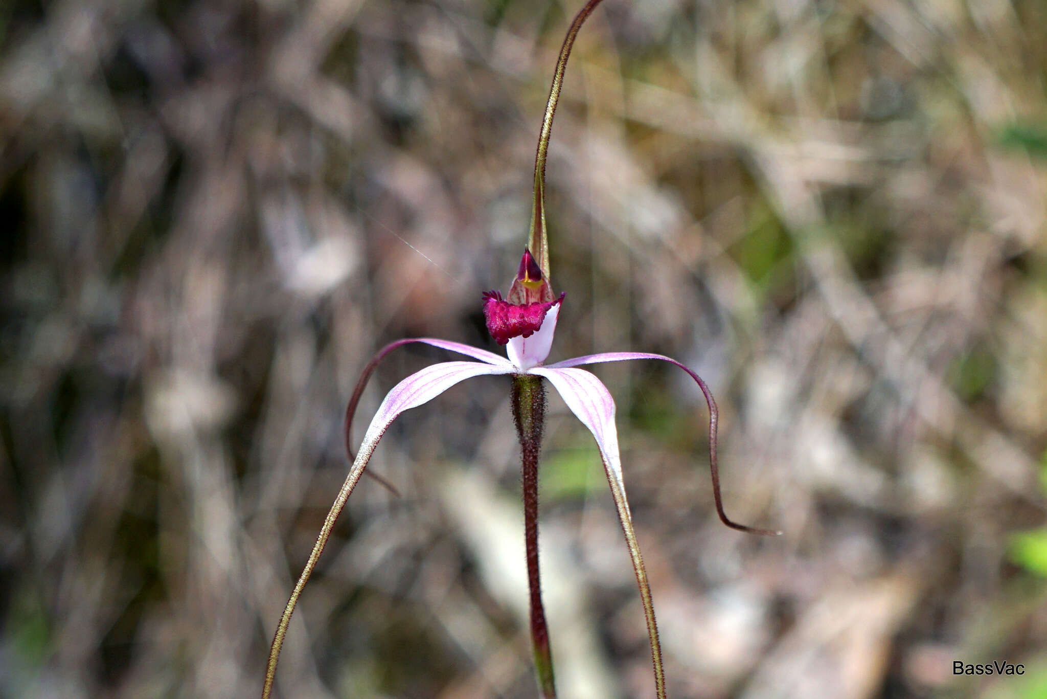 Image of Cherry spider orchid