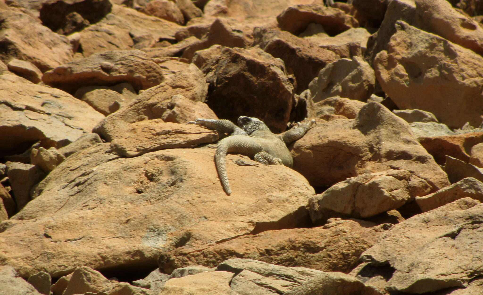 Image of Angel Island chuckwalla