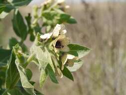 Image of black henbane